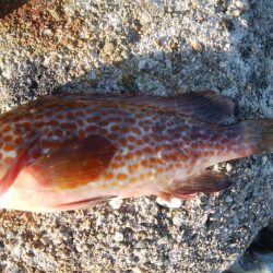 アオリイカ1杯!キジハタ2匹