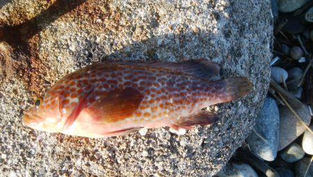 アオリイカ1杯!キジハタ2匹