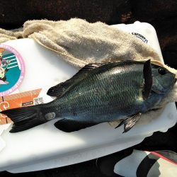 フカセ‥最高ですネ・・