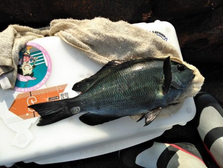 フカセ‥最高ですネ・・