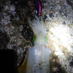 アオリイカ1杯　フクラギ1匹！　クマ1！