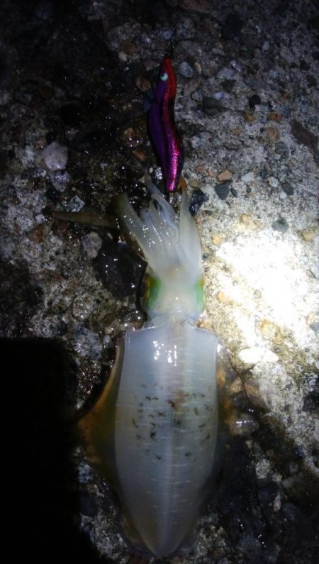 アオリイカ1杯　フクラギ1匹！　クマ1！