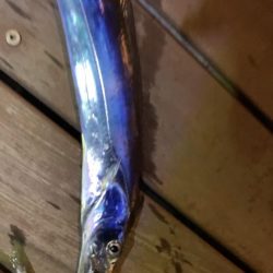 淡路島観光ホテルにて夜釣り。太刀魚釣れました。