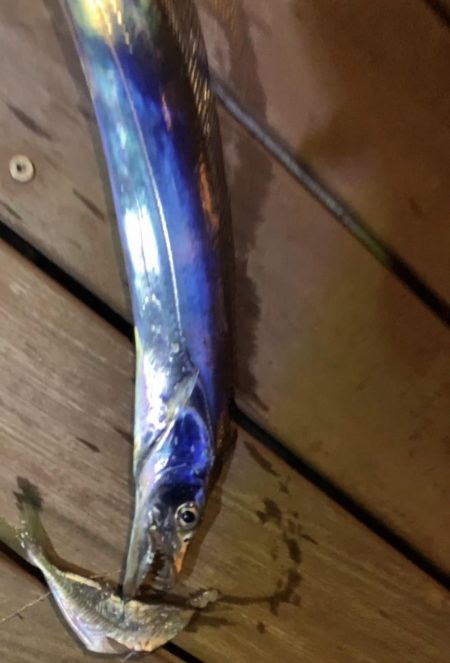 淡路島観光ホテルにて夜釣り。太刀魚釣れました。