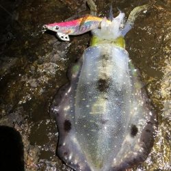 2022 佐渡ヶ島エギング 9回目