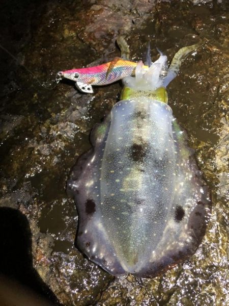 2022 佐渡ヶ島エギング 9回目