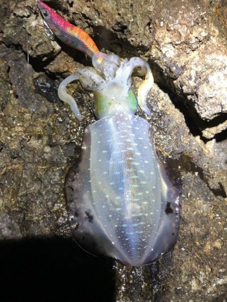 2022 佐渡ヶ島エギング 10回目