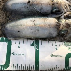 2022 佐渡ヶ島エギング 11回目