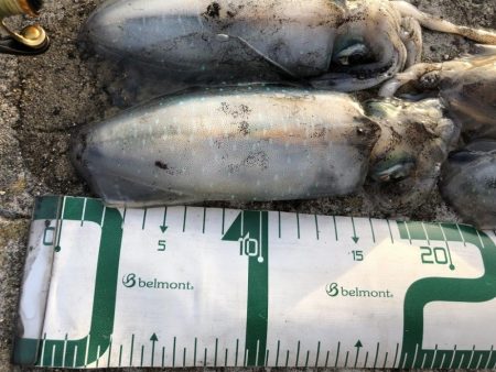 2022 佐渡ヶ島エギング 11回目