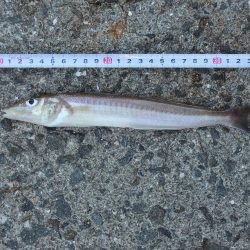 暑さの中最後に良型キス