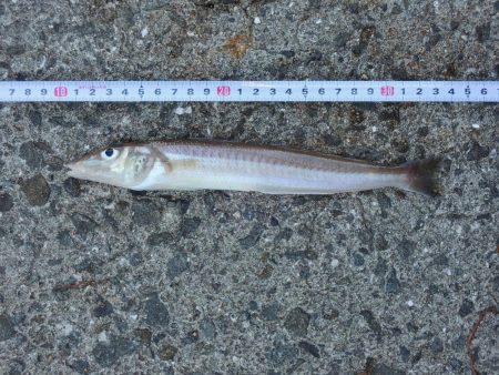 暑さの中最後に良型キス