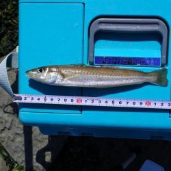 キス釣り ガッチョが多い