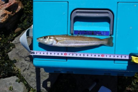 キス釣り ガッチョが多い