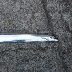 太刀魚いい感じです♪