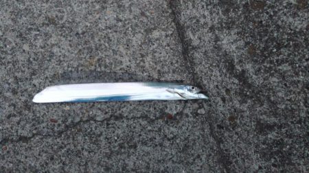 太刀魚いい感じです♪