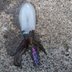 初アオリ&初アイブリGET！！