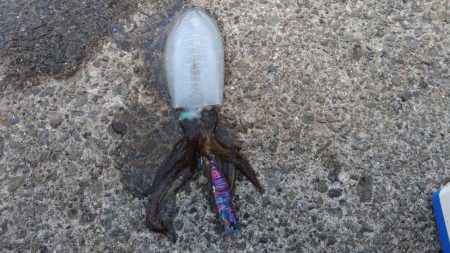 初アオリ&初アイブリGET！！