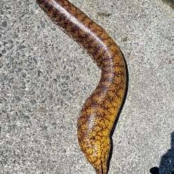 和歌山　御坊の堤防でウツボ釣り