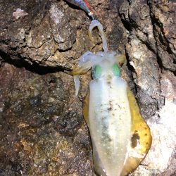 2022 佐渡ヶ島エギング 18回目【9月27日】