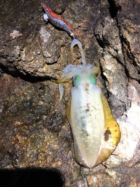 2022 佐渡ヶ島エギング 18回目【9月27日】