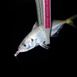 パターンにハマると連発でした！