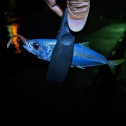 本命ゲットしましたが