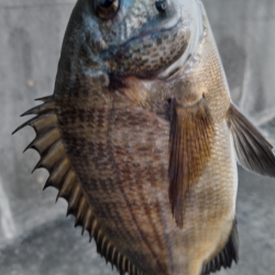 秋の小チヌのなか45㎝ゲット