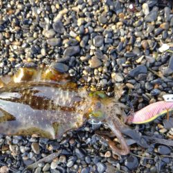 秋アオリイカエギング