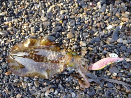 秋アオリイカエギング