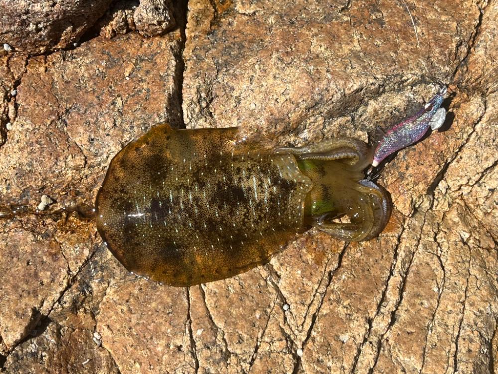 日本海エギング絶好調！