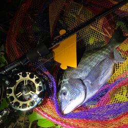 ヘチってきました