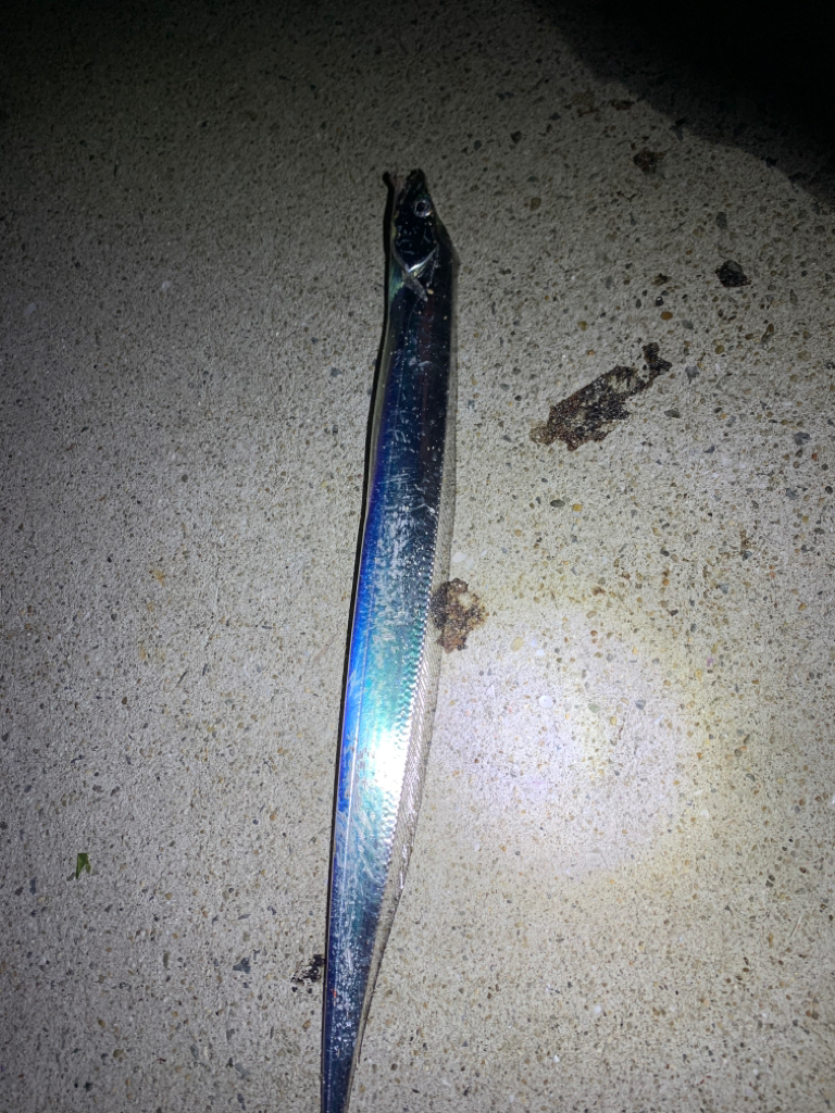 久しぶりの太刀魚