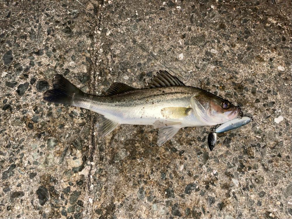 シャルダスしか勝たん！