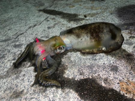 台風明けの新子調査