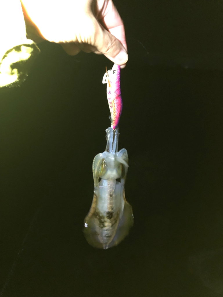 【越前】アオリイカ探し①