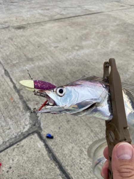 ワインドの日！？ワインドの連続ダートアクシ…