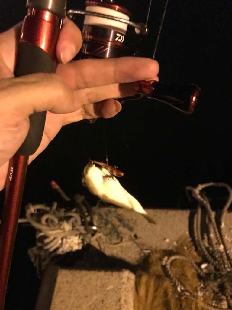 アジング&ライトエギング