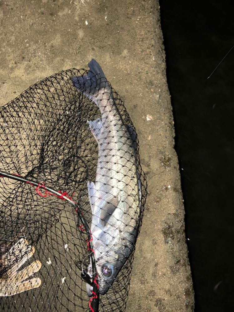 ブレイク付きシーバス