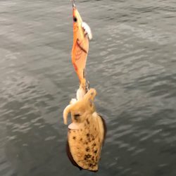 夕まずめチャレンジ