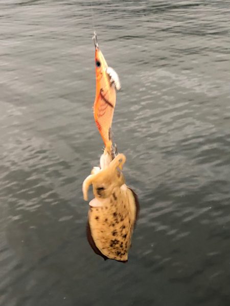 夕まずめチャレンジ