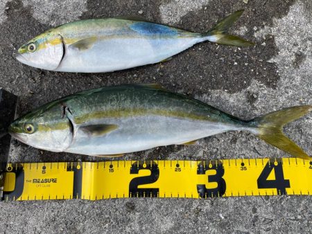 2022年ホーム初釣果②