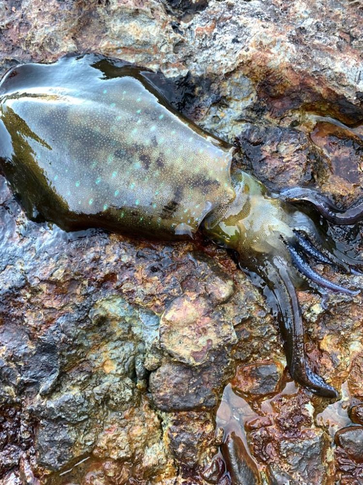 朝マズメエギング