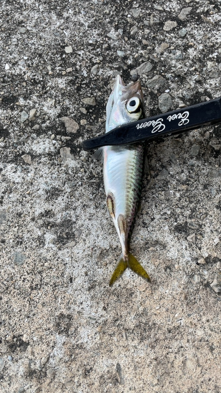 サヨリが釣りたいのに