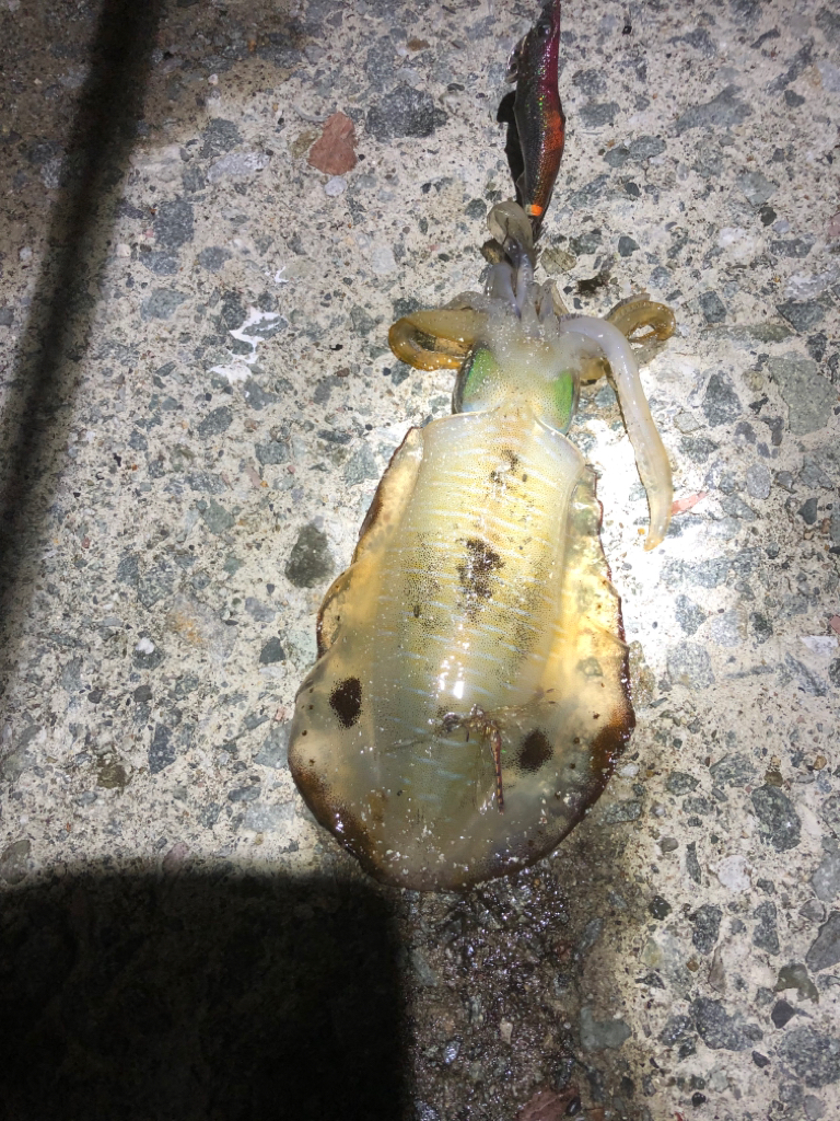 2022 佐渡ヶ島エギング 17回目【9月25日】