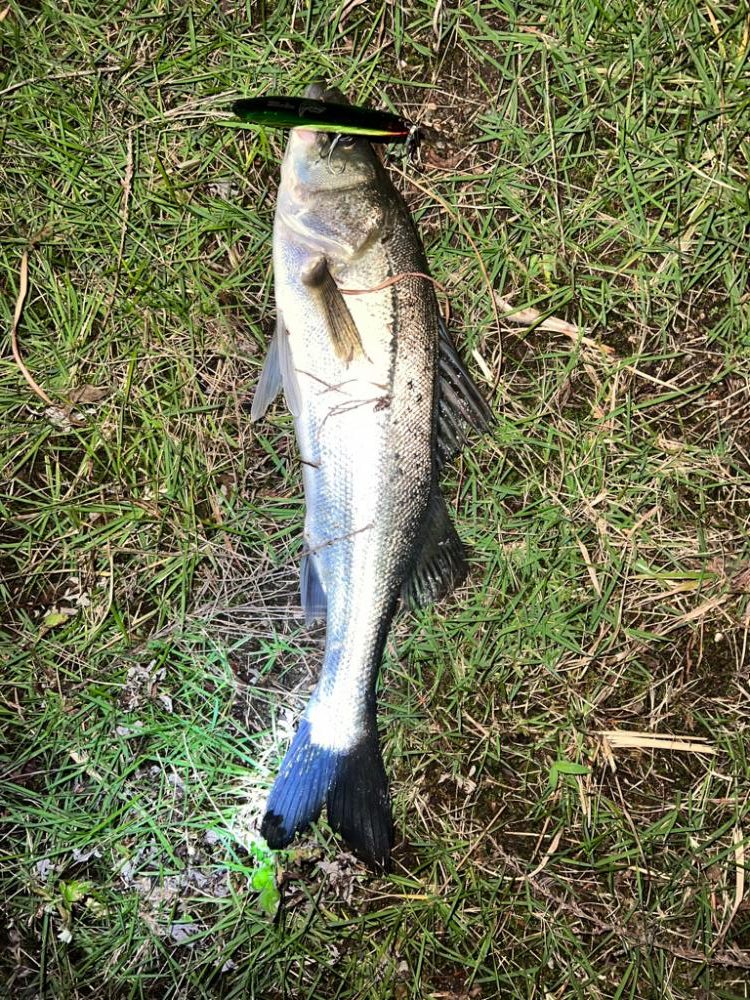 ブローウィン125ジャーク