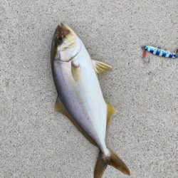 旅行中にジグパラでカンパチ！！！