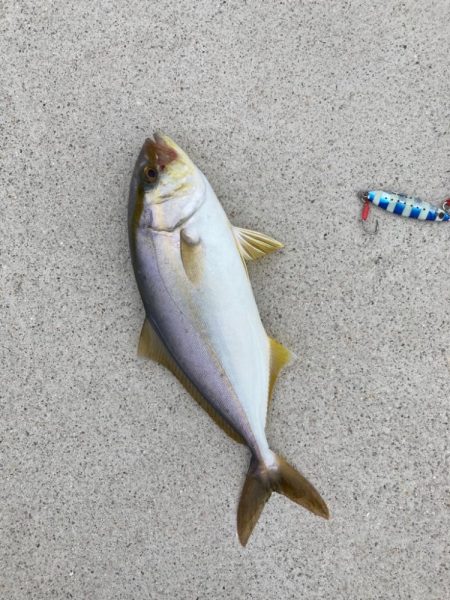 旅行中にジグパラでカンパチ！！！