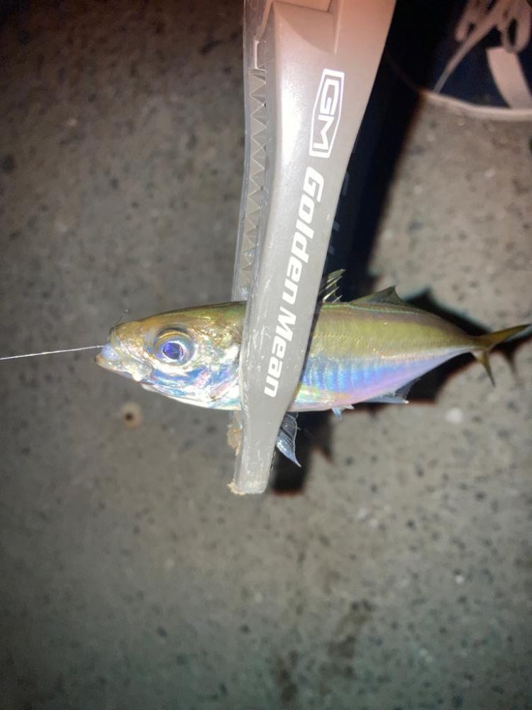 台風前のアジング