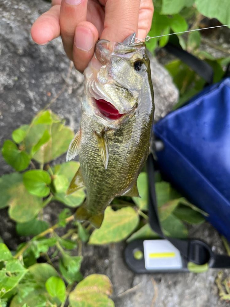 琵琶湖の小バス
