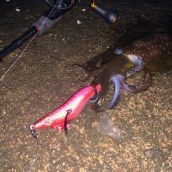 墨族エギが最強なのを立証してきた。